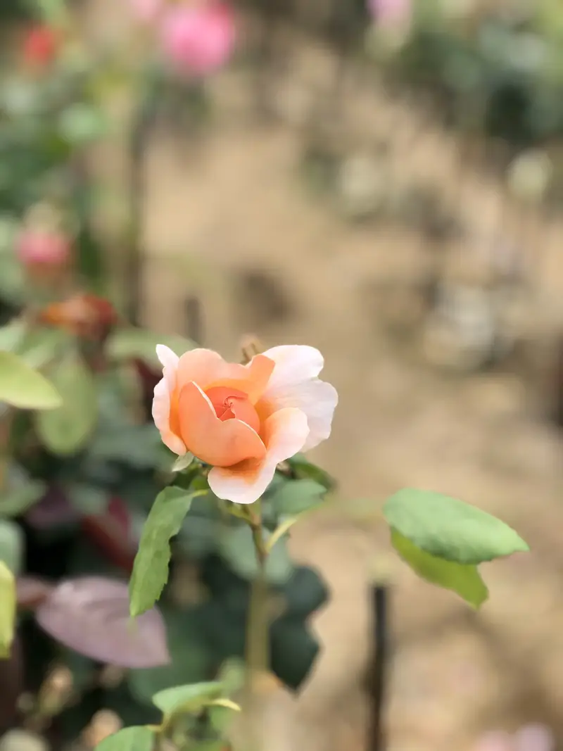 Mountain City Rose Sea