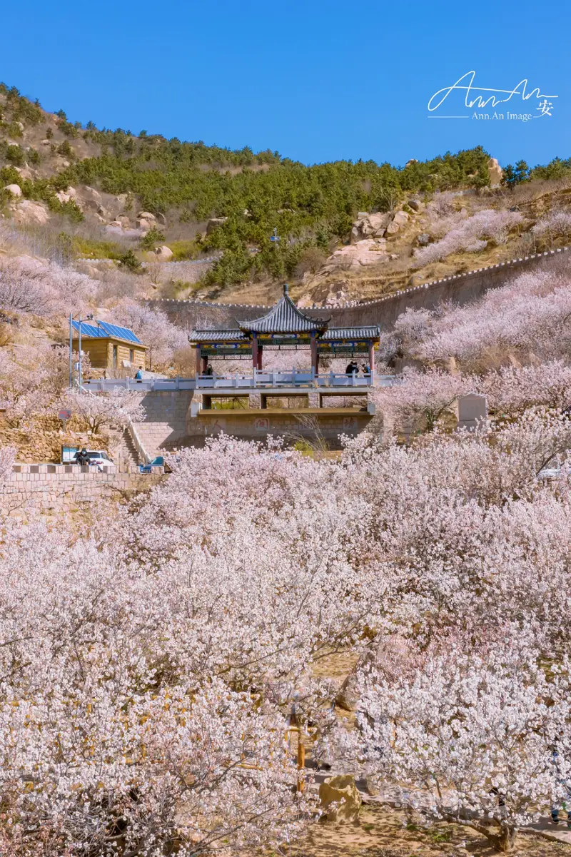 Dalao Cherry Valley
