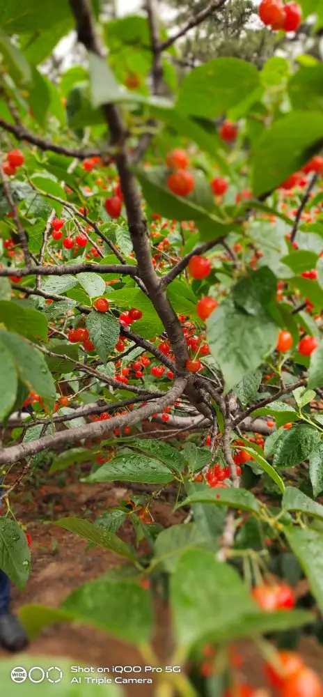 Shao Mountain Dahong Apricot Picking Garden Farmhouse Banquet