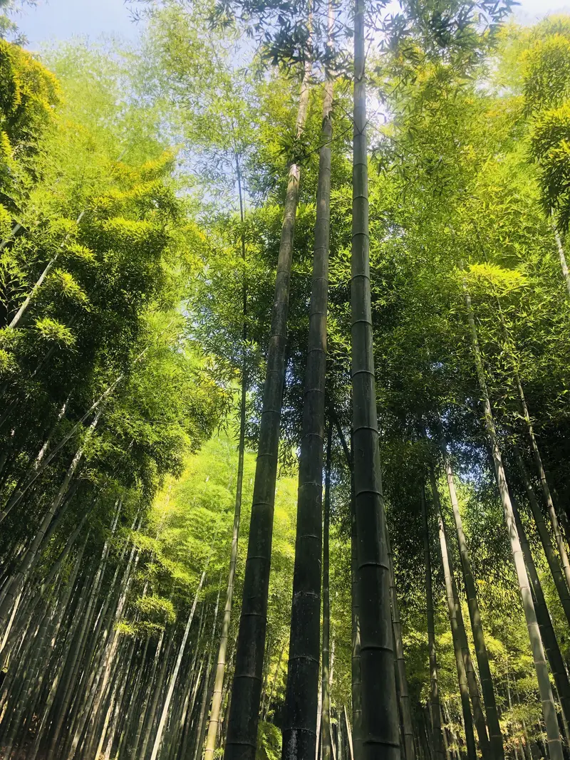 Red Bean Lake
