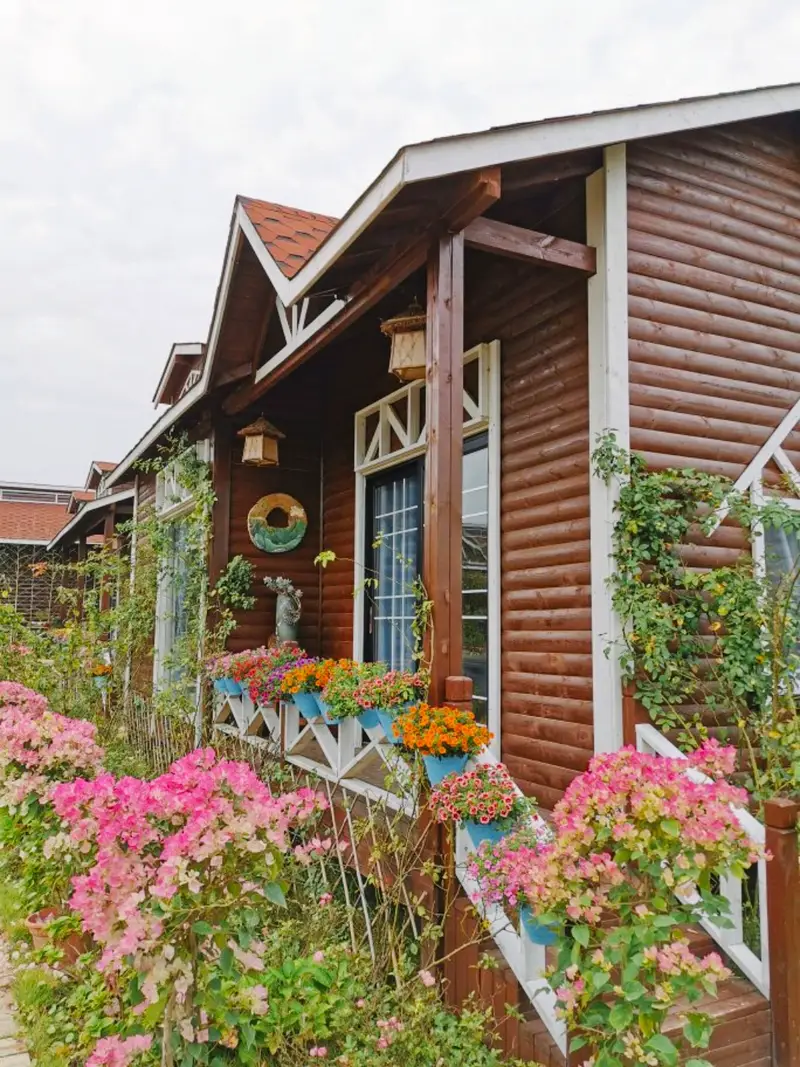 One Meter Sunshine Rose Plantation Base