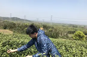 White Tea Valley