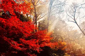 Red Maple Valley