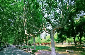 Nanjing Normal University Botanical Garden