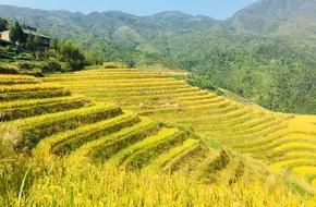 Longji Ancient Zhuang Village Rice Terrace Scenic Area