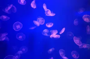 Qingdao Expo Garden Scenic Area - Jellyfish World