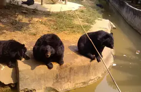 Xiongsen Bear And Tiger Manor