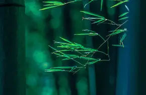Long Dragon Flying Falls