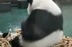 China Bamboo Expo Garden-Anji Giant Panda Pavilion