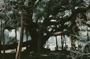 Great Banyan Tree & Moon Hill Scenic Area Commemorative Coin Self-Service Sales Kiosk