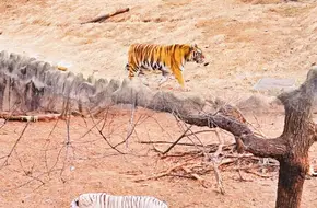 Qingdao Zoo