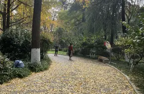 Qingliang Mountain Park - Ginkgo Valley
