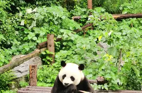 Nanjing Panda Pavilion