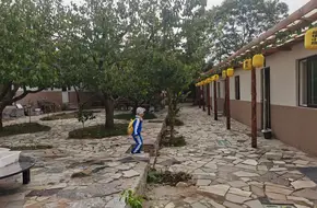 Apricot Garden Picking
