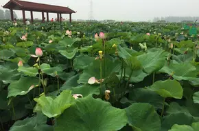 Xigeng Lotus Township