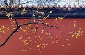 Zhongshan Mountain Mational Park