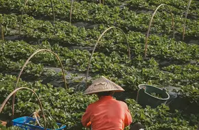 Ji Ma Cun