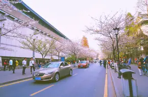 Cherry Blossom Avenue