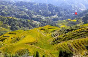 Golden Buddha Peak Observation Point
