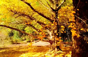 Haiyang Ginkgo