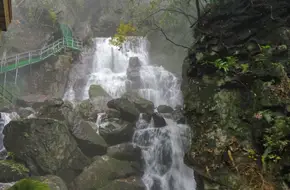 Divine Turtle Listening To The Falls