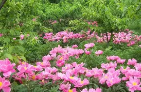Lotus Mountain