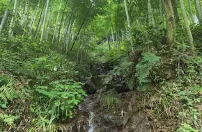 Nine Dragons Gorge Scenic Area