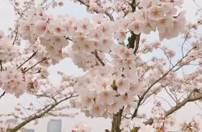 Xuanwu Lake Park-Cherry Islet