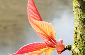 Nanjing Zhongshan Botanical Garden-Red Maple Hill