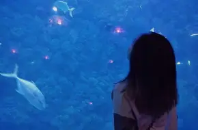 Marine Mammal Island