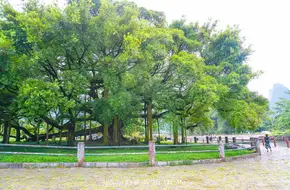 Ancient Banyan Park