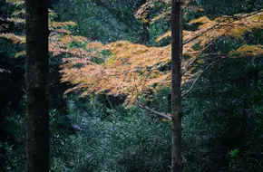 Heishan Botanical Garden