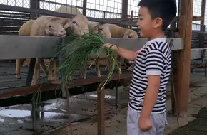 Lingfeng Mountain Senxian Animal Farm