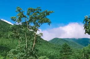 Tianmu Mountains 