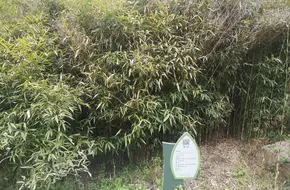 Bamboo Expo Garden Tethered Flight