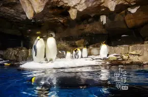 Qingdao Haichang Polar Ocean Park