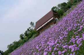 Chu River Scenic Belt