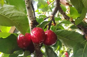 Laoshan Blueberry Ecological Park