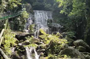 Alpine Bamboo Sea