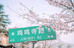 Cherry Blossom Avenue