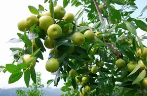 Fujiabu Mountain Fruit Sightseeing Orchard