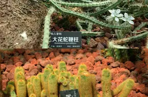 Nanjing Zhongshan Botanical Garden - Exhibition Greenhouse
