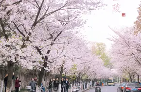 Cherry Blossom Avenue