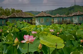 Lotus Pond Delight