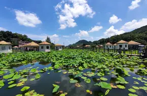 Lotus Pond Delight