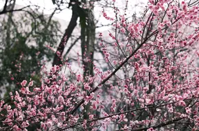 Gulin Park