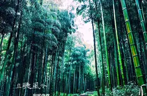 Anji Bamboo Hometown National Forest Park