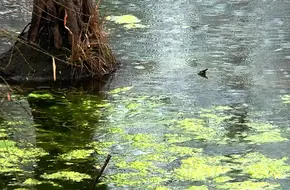 Baguazhou Wetland Park