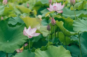 Xigeng Lotus Township