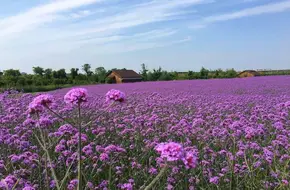 Riverbank Sea Of Flowers